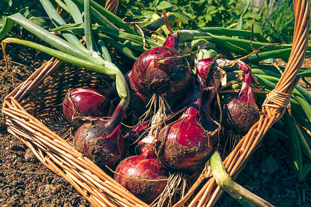 Ground level close up of an unrecognisable woman harvesting red onions from her vegetable garden. The variety is ‘Red Baron’.