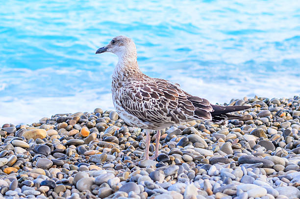 Young seagull with patterned feathers standing on seaside shore symbolizing hope