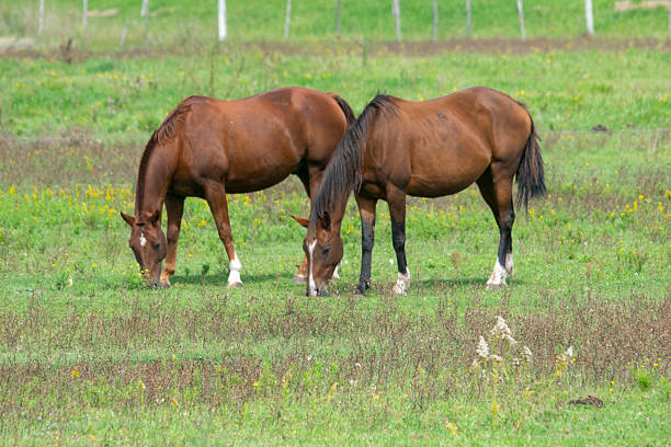 istock Horses grazing on the prairie 2230602634