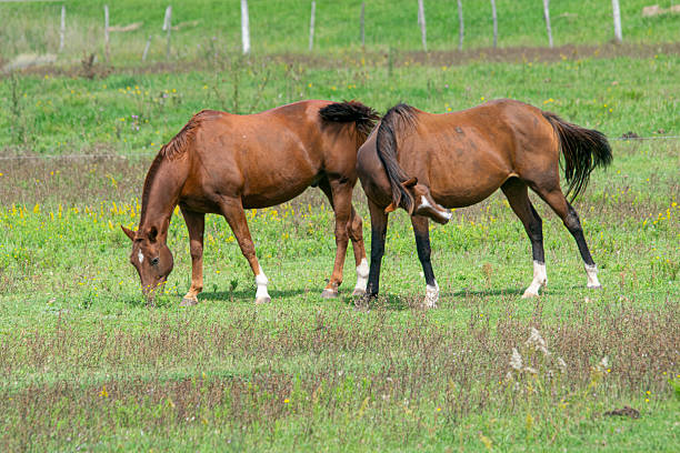 Horses at a stud farm in Thuringia