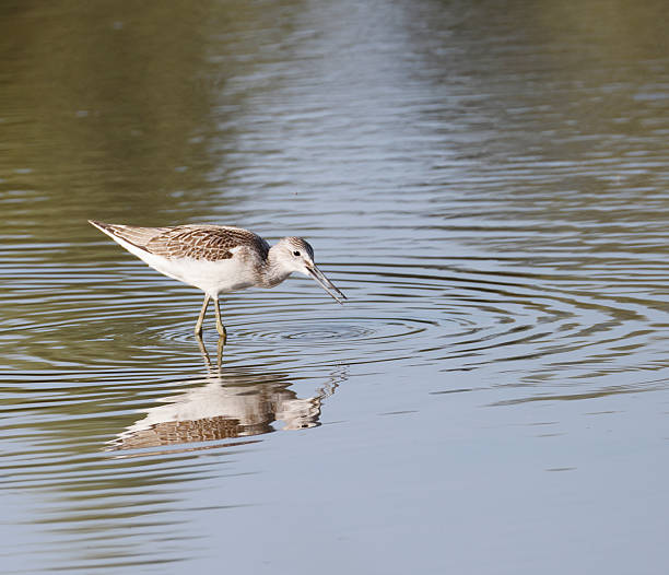 istock Common Greenshank (Tringa nebularia) Juvenile Bird 2230603425