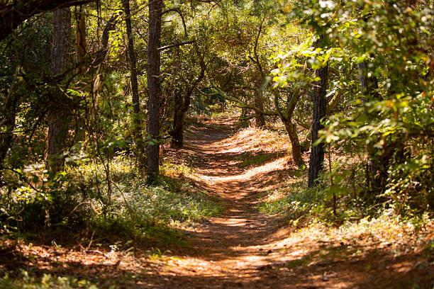 Walk in the woods at False Cape State Park