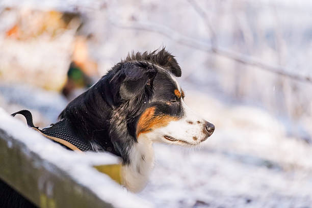 Profile side view of Australian Shepherd dog (Canis lupus familiaris) with closed eyes because of the bright sunlight shining and snowy background