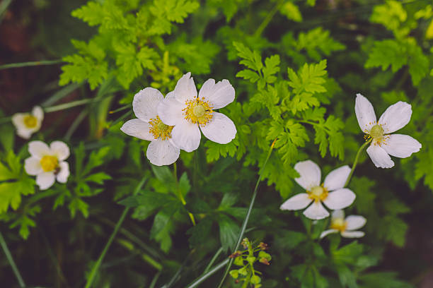 Iberis sempervirens, commonly called candytuft, is a low-growing, spreading, woody-based, herbaceous perennial or sub-shrub which typically forms a foliage mound rising to 6-12” tall and spreading to 18” wide or more. It is native to southern Europe. Small, pure white, 4-petaled flowers in dense, flattened clusters (corymbs) appear in a profuse, early-to-late-spring bloom (March-May), the density of which often totally obscures the foliage beneath. Flowers sometimes gradually age to light pink. ［Missouri Botanical Garden］