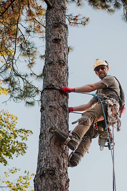 istock Portrait of a tree surgeon on a tree looking at camera 2230606433