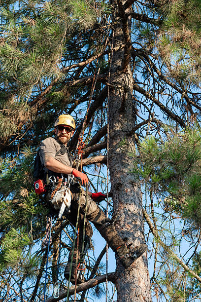 istock Portrait of a tree surgeon on a tree looking at camera 2230606451