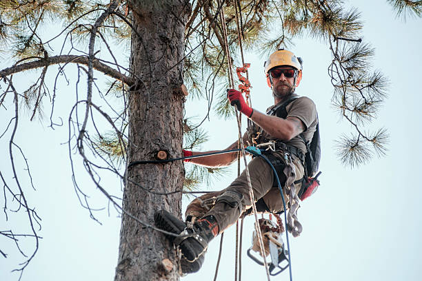 istock Portrait of a tree surgeon on a tree looking at camera 2230606481