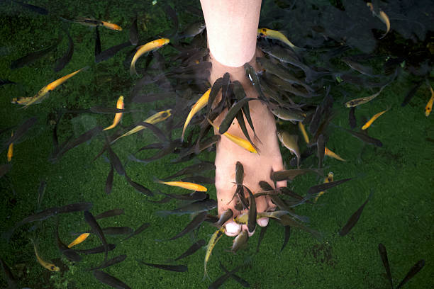 istock A fish spa pedicure Rufa Garra treatment, known as ichthyotherapy or doctor fish 2230607949