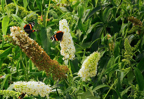 Two Red Admiral Butterflies on a white Buddleia flower
