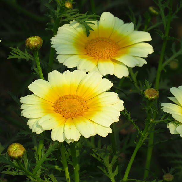 istock Crown daisy or Glebionis coronaria white flower with green background 2230609336