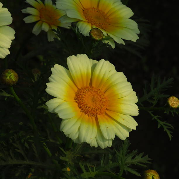 istock Crown daisy or Glebionis coronaria white flower with green background 2230609540