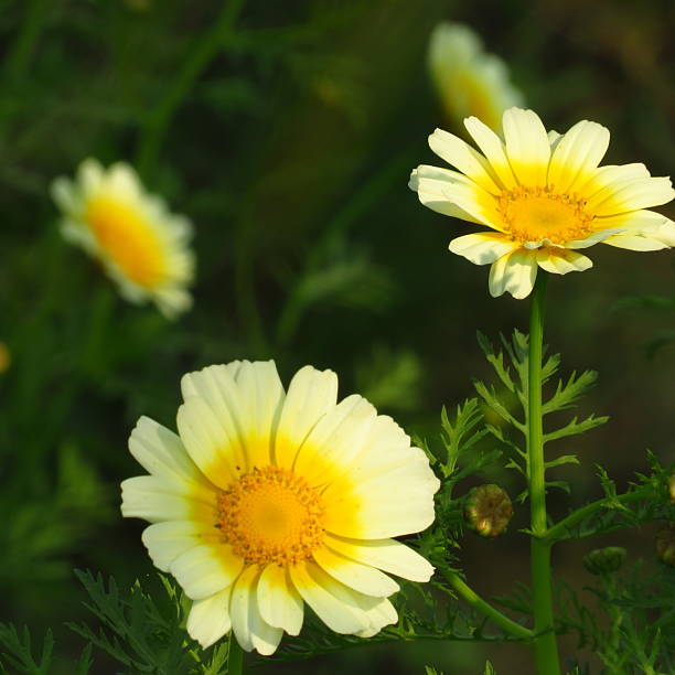 istock Crown daisy or Glebionis coronaria white flower with green background 2230609598