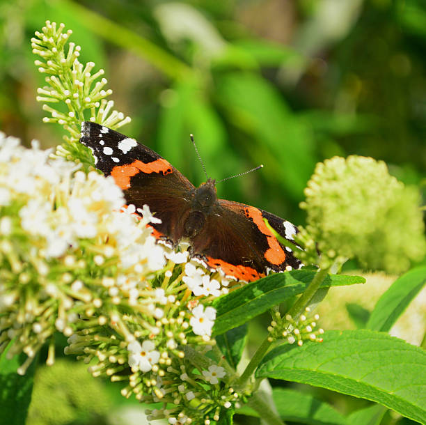 Close image of a Red Admiral Butterfly on a white Buddleia flower