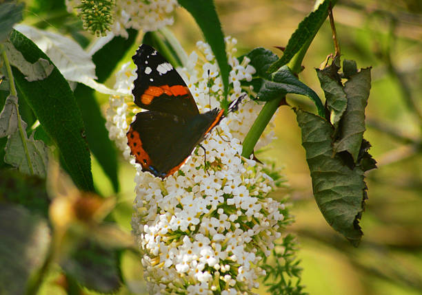 Close image of a Red Admiral Butterfly on a white Buddleia flower