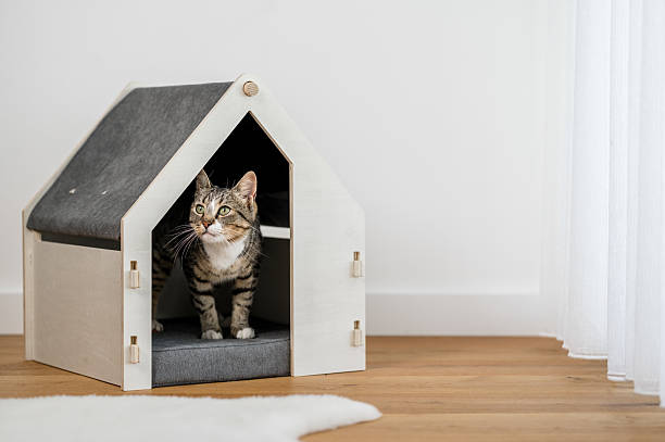 istock gray cat in her house designed for cats by the window 2230611307