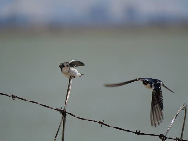 Swallows on barbed wire with a natural backdrop.