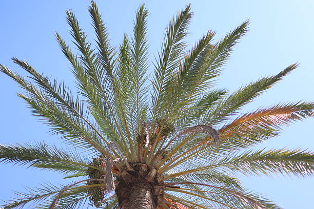 date palm
