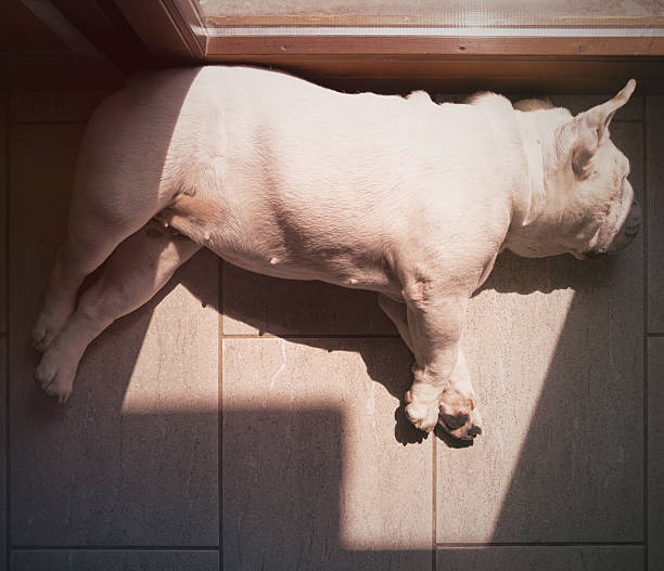 A white English bulldog lying stretched out on a tiled floor indoors, positioned in a patch of sunlight near a glass door, with shadows creating geometric shapes on the floor.