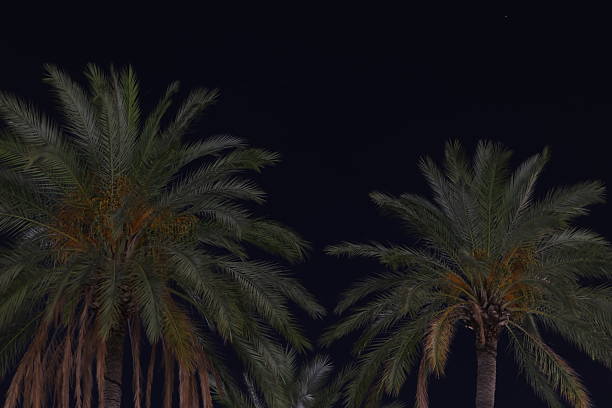 istock Palm trees at night against dark sky 2230614583