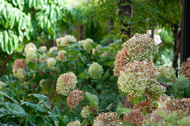 PeeGee hydrangea hydrangeas close up selective focus blurred background. Perennial plant shrub flower flowering blooms blooming. White shades of pink. Late summer early fall.