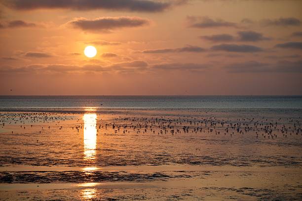 istock Sunset over a beach with wader birds in silhouette 2230616742