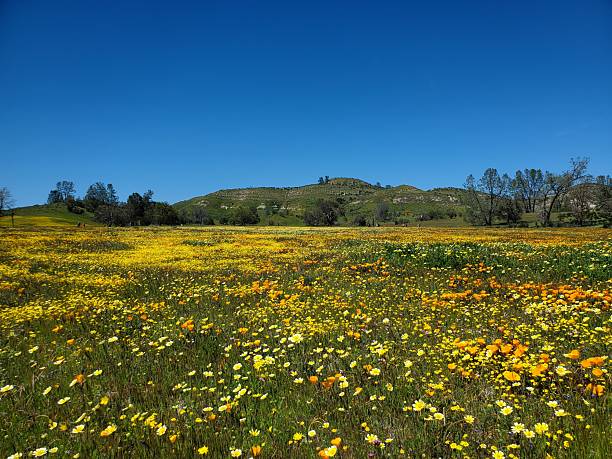 istock Meadow of wildflowers in superbloom 2230616965