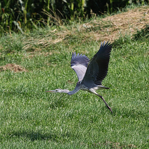 istock A grey heron in low flight over a green meadow in summer. 2230617802