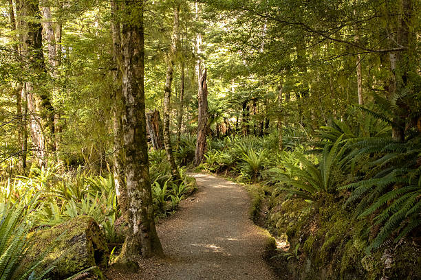 istock Kepler Track - New Zealand 2230620645