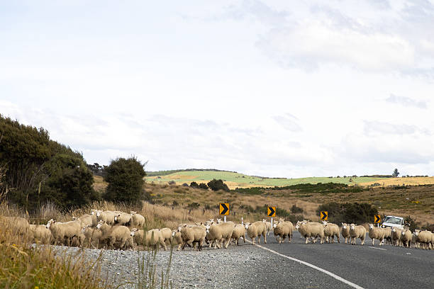 istock Te Anau New Zealand 2230621523