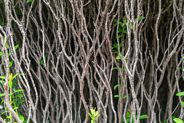 A beautiful display of twisted branches intertwined with green leaves, showcasing natural textures and organic patterns in a serene outdoor setting.