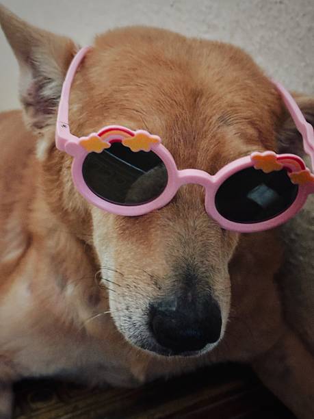 istock Style and manly look of a dog 2230622285