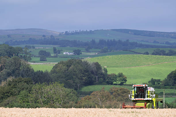 Castle Douglas, Scotland, UK - August 16, 2025: A small combine harvester being used to harvest a cereal crop on a bright summer in rural south west Scotland