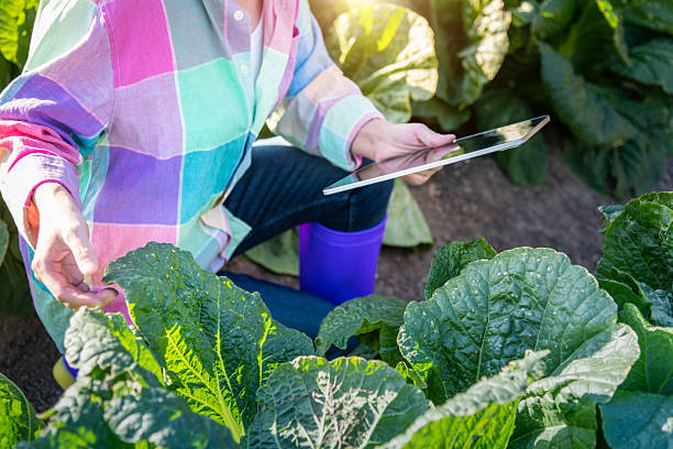 istock Young woman farmer working in her cabbage farm on tablet 2230626549