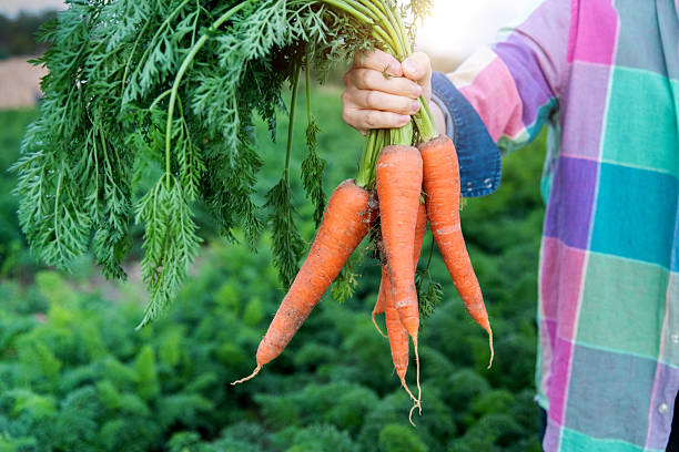 istock Female farmer picking fresh carrots on the field 2230626569