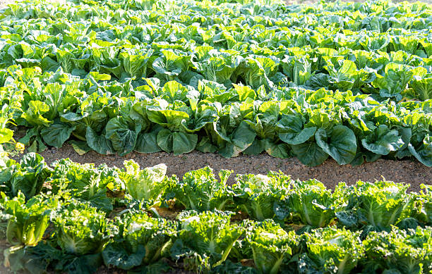 Chinese cabbage crops growing in a field