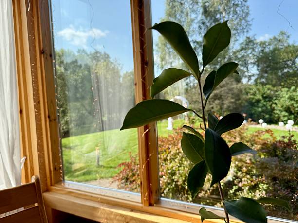 istock Minimalist Indoor Plant with Sunlit Panoramic Window Background 2230626831