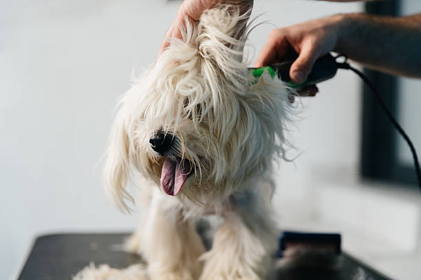 istock Professional Dog Grooming Session 2230627206