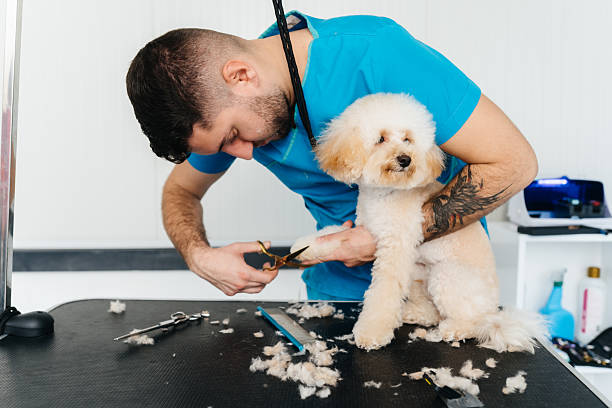 istock Professional Dog Grooming Session 2230627290