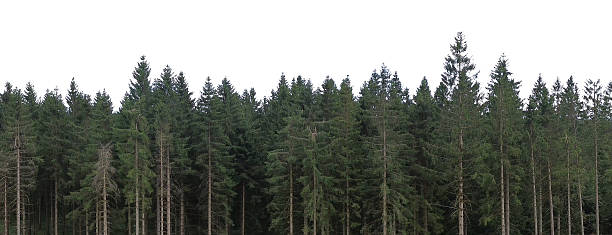 istock dark spruce trees forest landscape sky isolated on white 2230628426