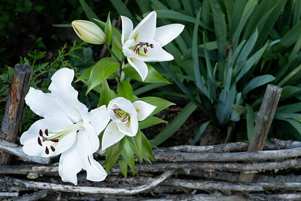 White lilies with yellow stamens against dark green background, symbolizing purity, calmness and natural beauty of summer flowers