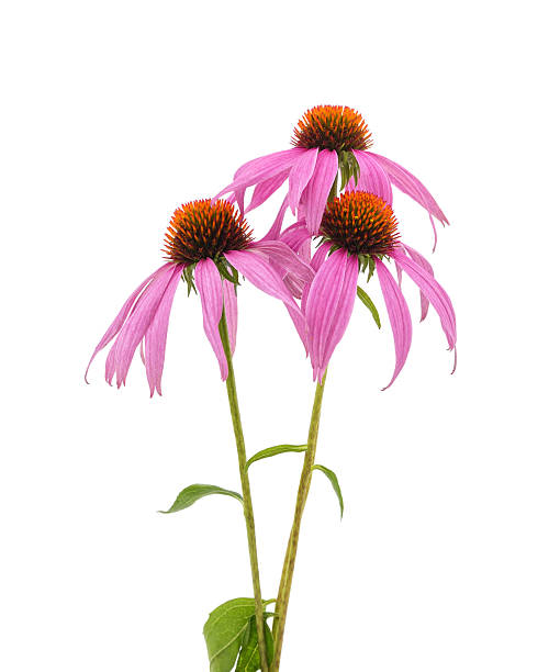 istock Pink flowers of echinacea. 2230630474
