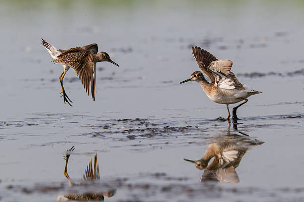 istock wood sandpiper arguing 2230630759