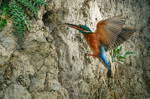 Kingfisher flying to the nest with a fish for its chicks