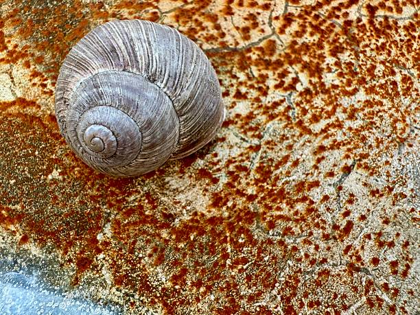 Natural Snail Shell on Distressed Vintage Wall Background Closeup. High quality photo