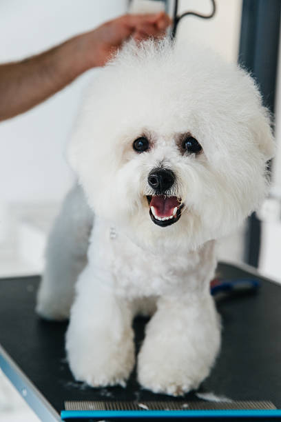 istock Bichon dog been groomed at a saloon 2230632434