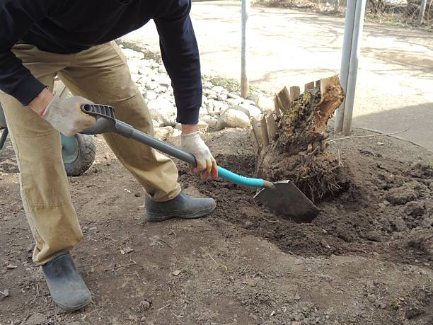 istock man manually digs up tree stump with roots in garden 2230633307