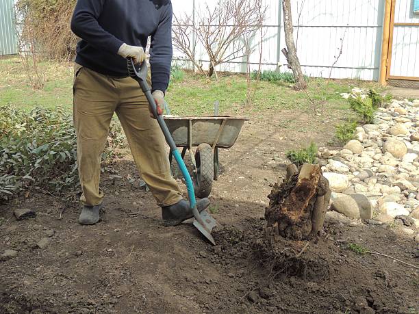 istock man uprooting old diseased tree stump in garden 2230633325