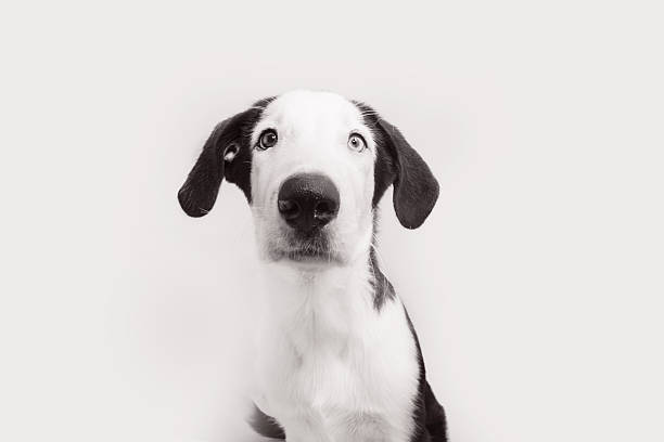 Gaze of a loyal dog in black and white