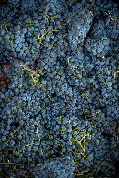 istock Fresh Dark Purple Grapes Closeup – Harvest, Vineyard and Wine Concept 2230634310