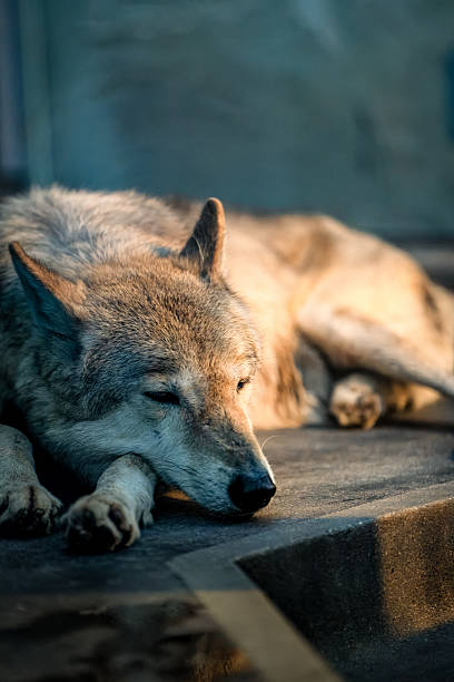 Side Portrait of a Resting Wolf by the Rocks